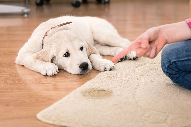 How to stop your dog from peeing on the carpet